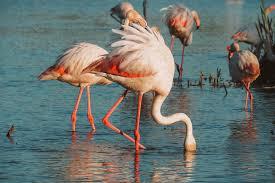 Vacances en Provence : entre Alpilles, Camargue et garrigue sauvage